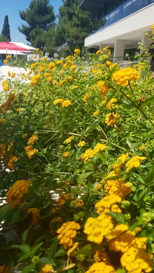 basta danice maksimovic 4.jpg