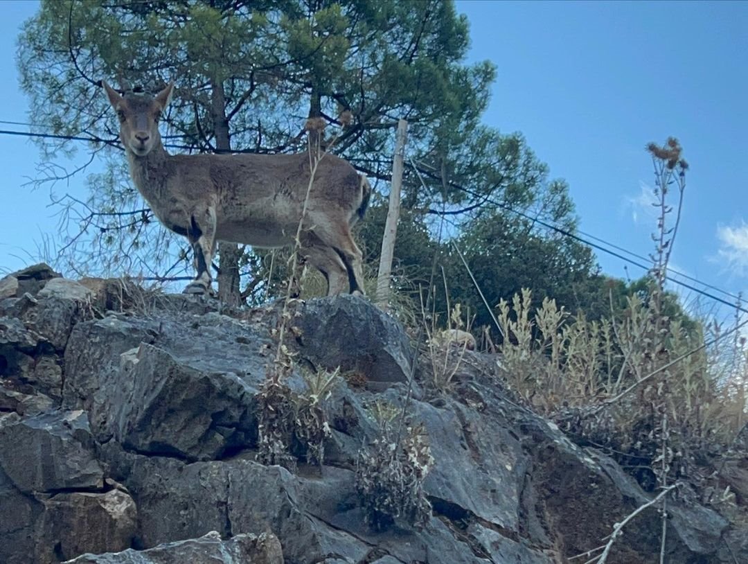 koza u spaniji na planini.jpg