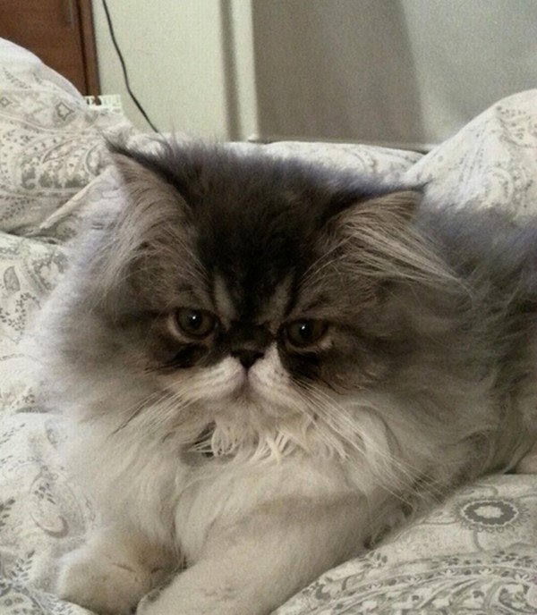 Najlepše mace za praznik