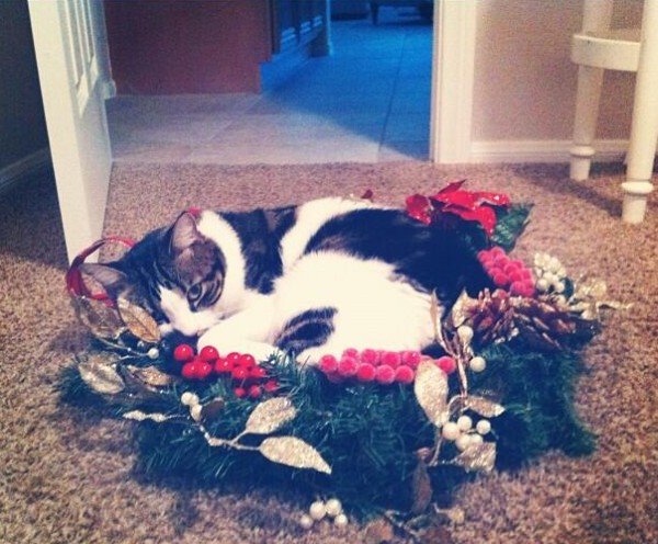 Najlepše mace za praznik