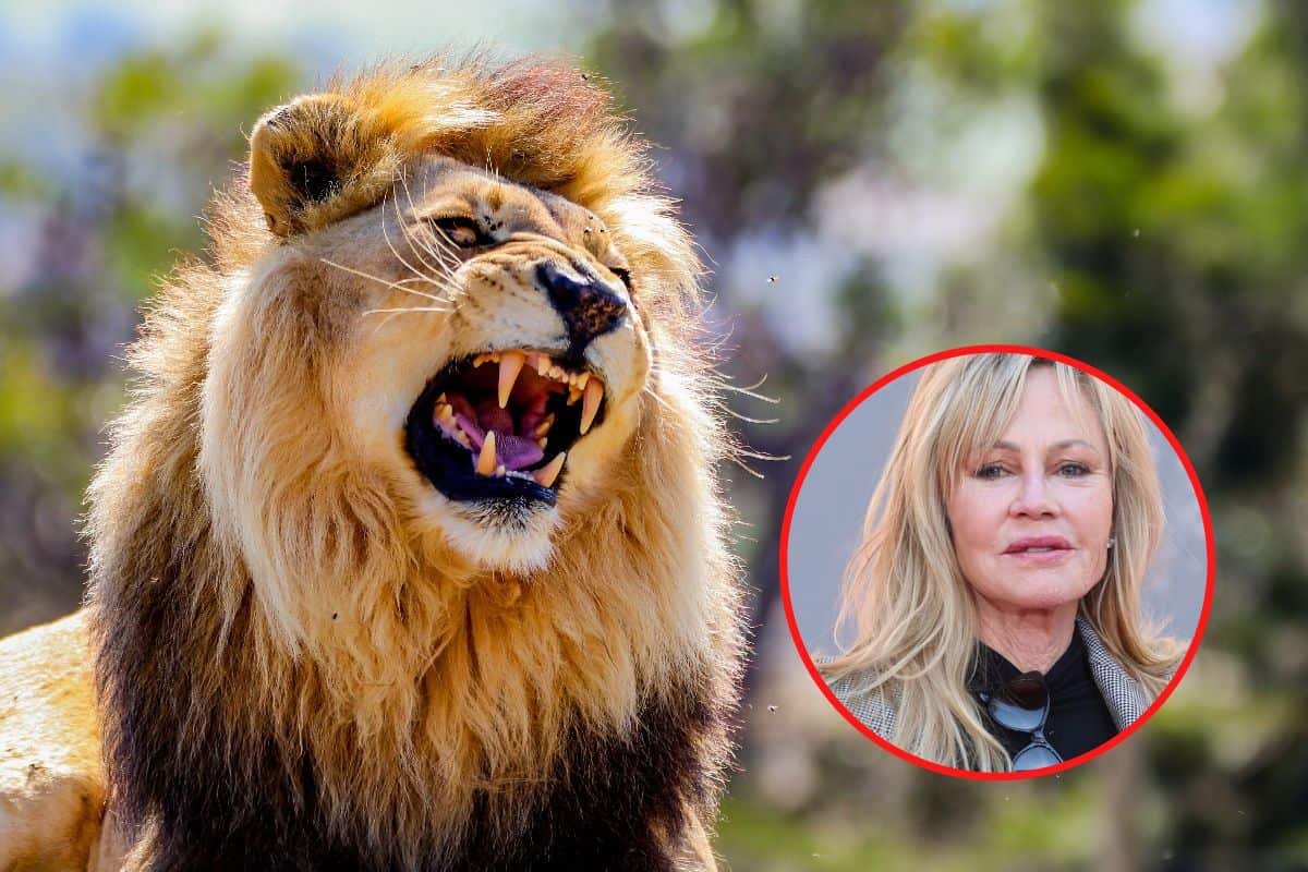 lav napao melani grifit 0730097940-min.jpg