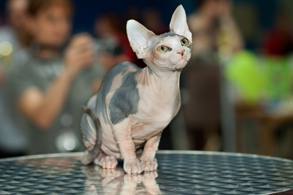 macka sfinks 0145505967-min.jpg