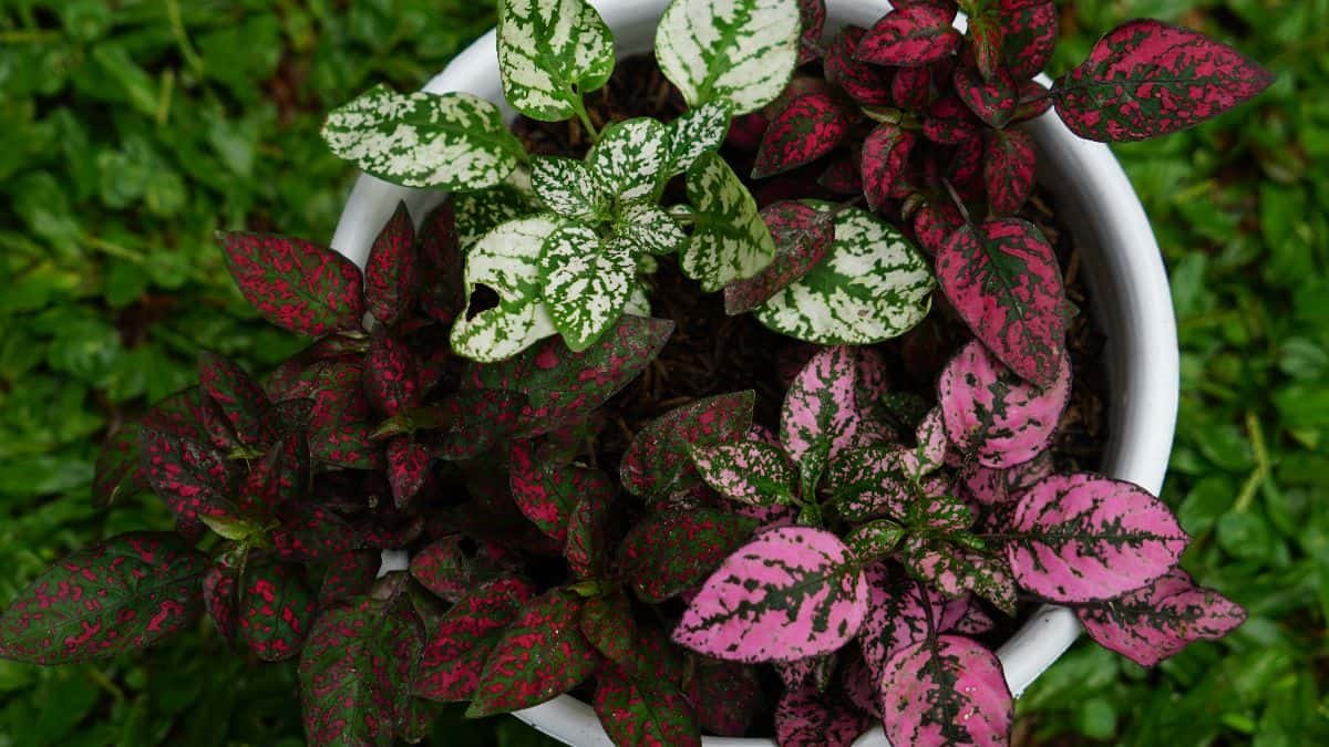 flamingo uspeva u hladovini-min.jpg