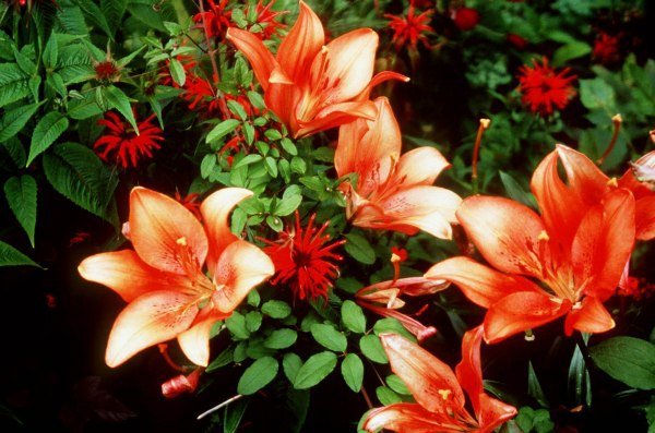 Seoski vrt na ivici šume