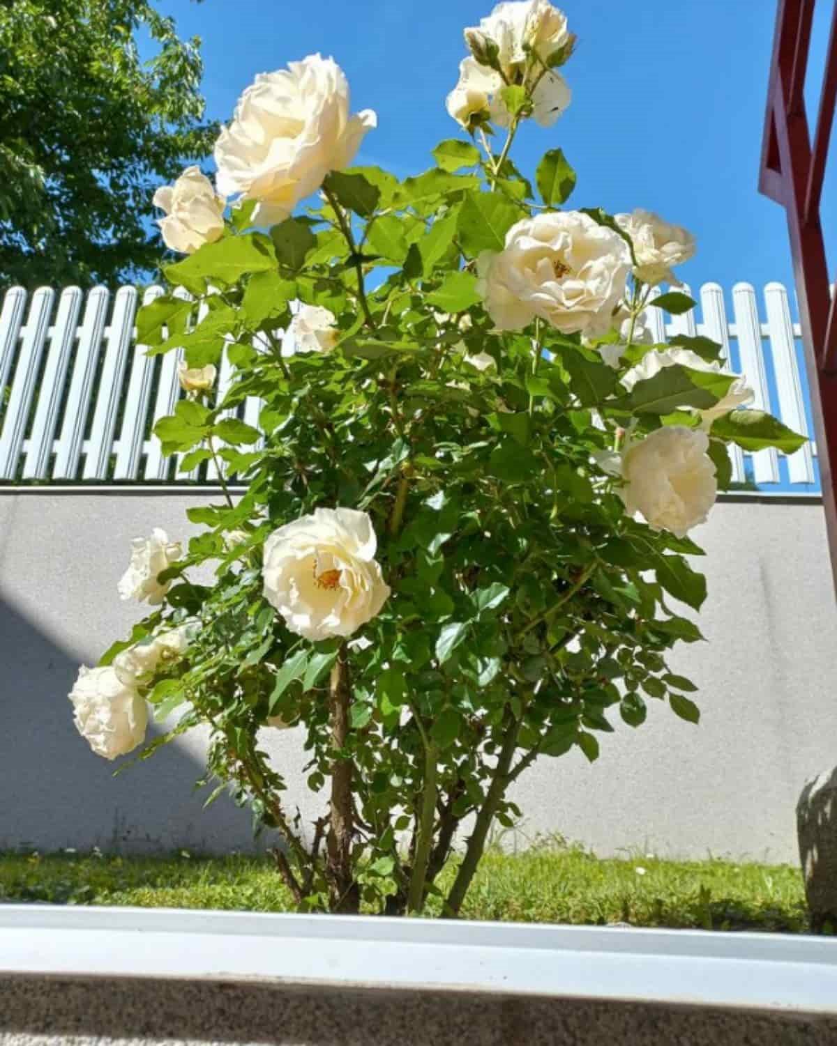 majka zeljka joksimovica ruza-min.jpg