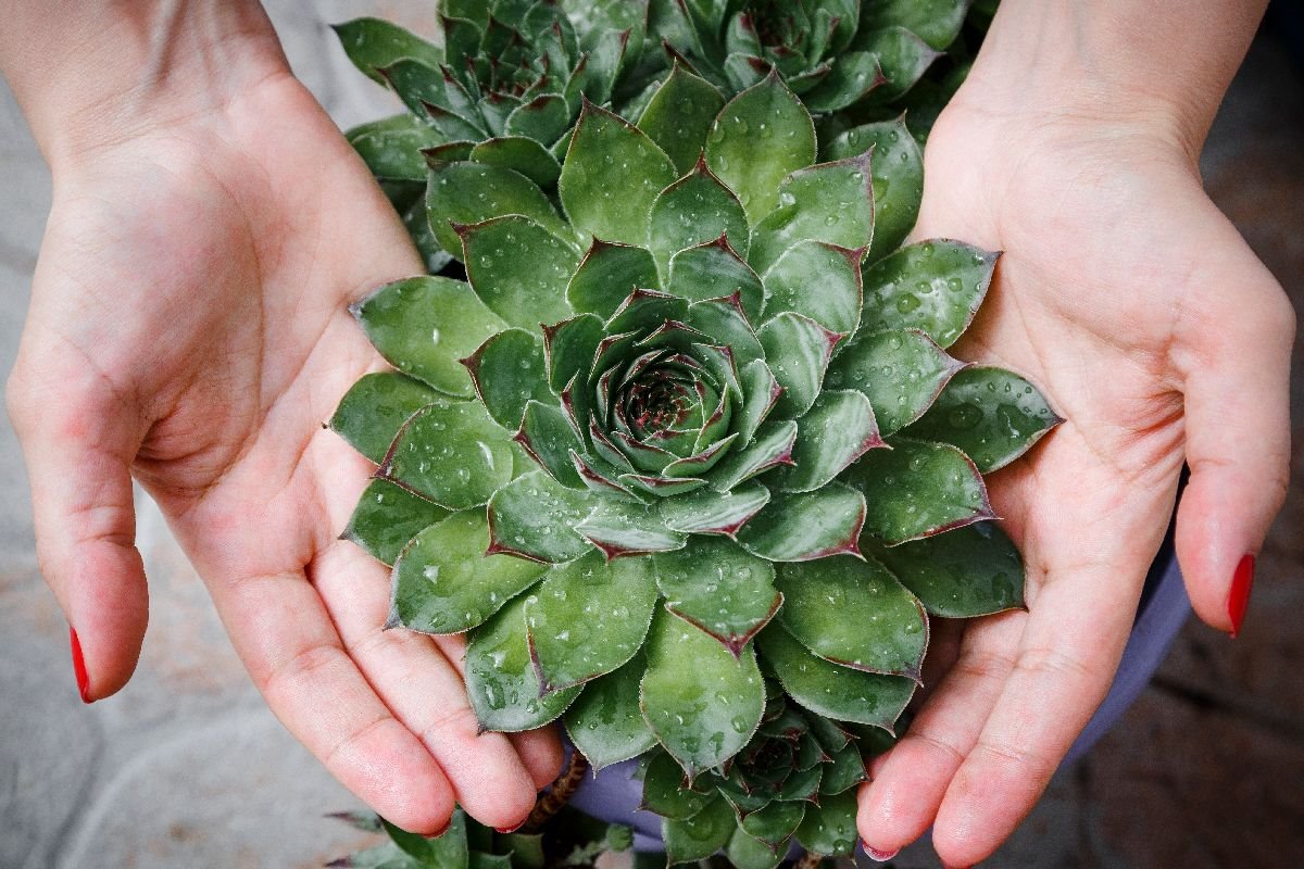 cuvarkuca sempervivum.jpg