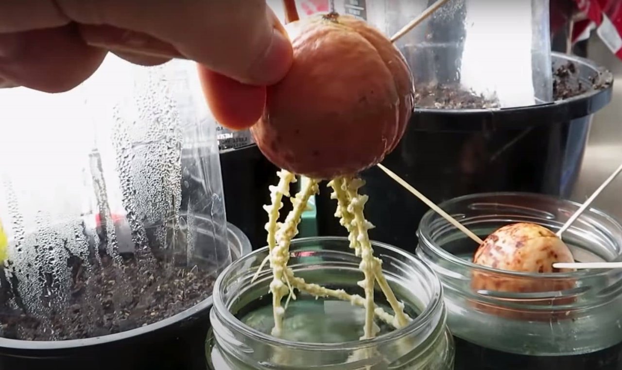 avokado pusta koren-min.jpg