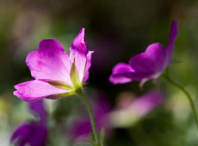 Uvek aktuelna ljubičasta u bašti