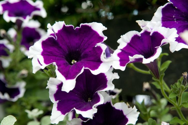 Uvek aktuelna ljubičasta u bašti