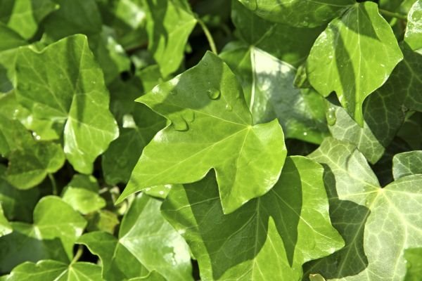 Biljke za čistiji vazduh u stanu