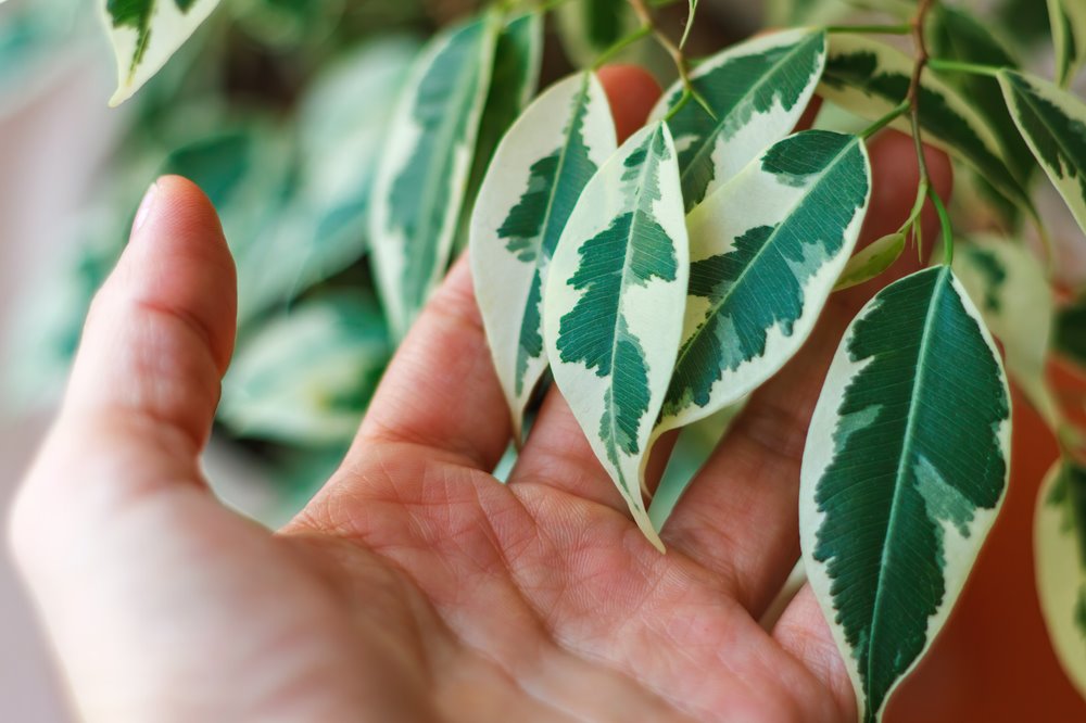 Biljke koje rashlađuju dom