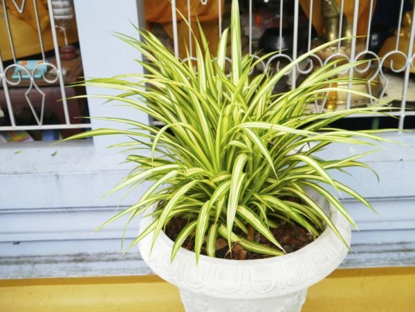 Biljke za čistiji vazduh u stanu