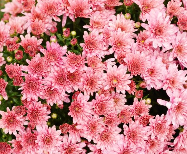 Kako da produžite život hrizantemama: simbol bogatstva u vašoj bašti