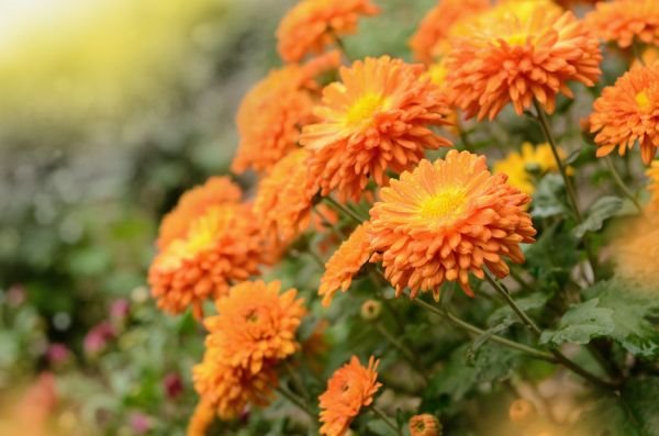 Kako da produžite život hrizantemama: simbol bogatstva u vašoj bašti