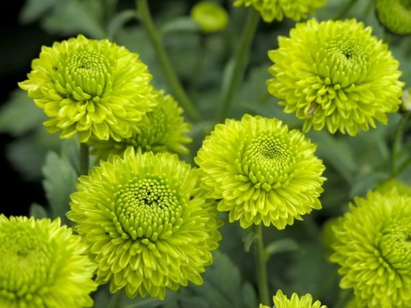 Kako da produžite život hrizantemama: simbol bogatstva u vašoj bašti