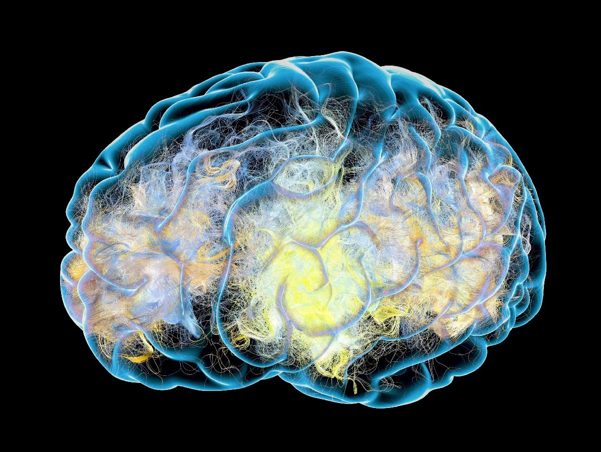 mozak 0351691402.jpg