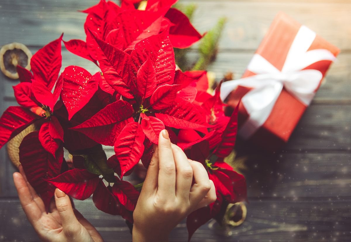 saveti za negu bozicne zvezde.jpg