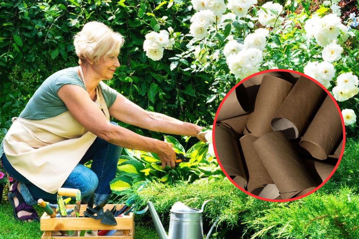 rolne wc papira umesto saksija za rasad.jpg