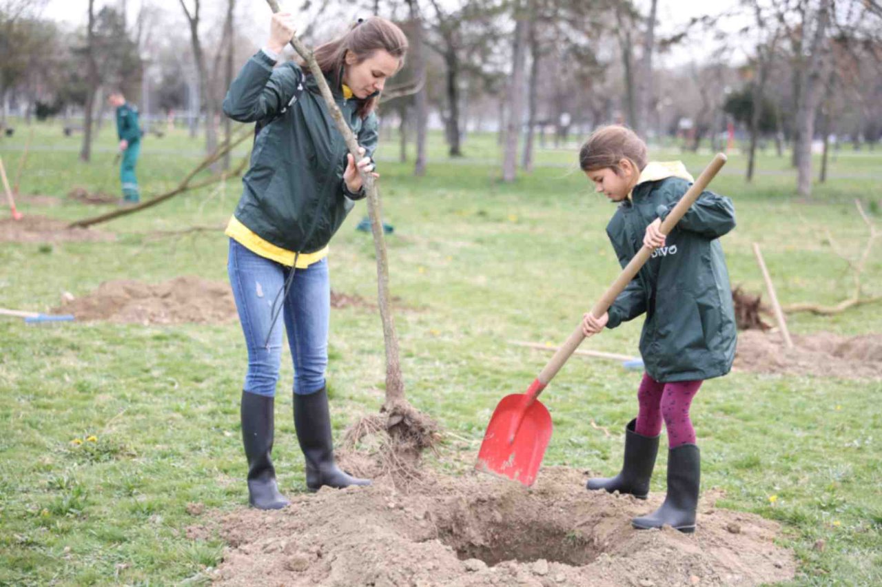 zasadi drvo 2024 9.JPG