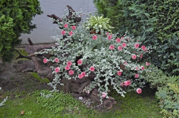 Nagrađene najlepše bašte 2013. godine