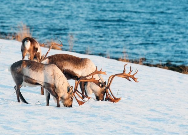 NORVEŠKA: čudesna zemlja vila i trolova