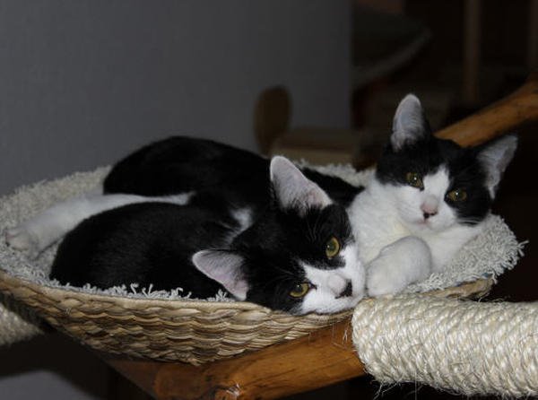 Nameštaj u raju za mačke