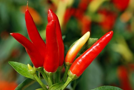 Kako gajiti zelenu salatu, ljute paprike i grašak u saksijama na terasi