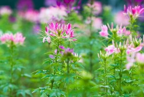 7 vrsta cveća za letnji raj u dvorištu