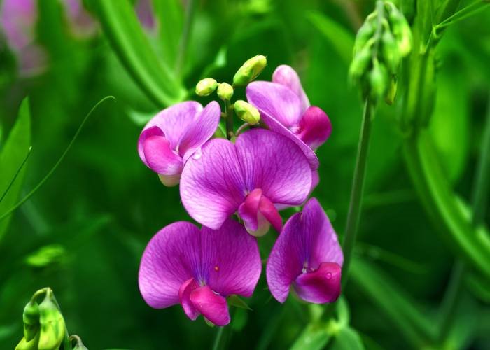 Pet idealnih balkonskih biljaka