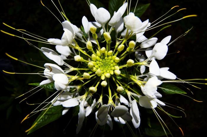 Pet idealnih balkonskih biljaka