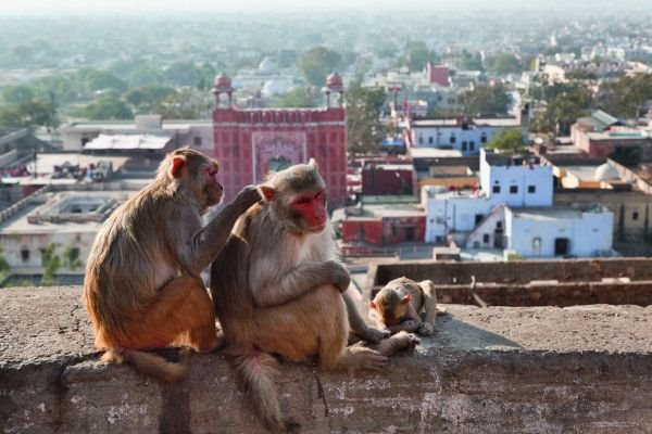 Džajpur, ružičasti grad