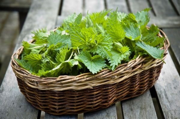 Tri biljna izvora gvožđa