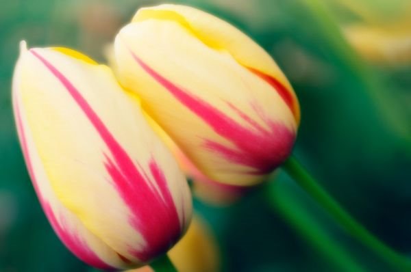 5 vrsta jestivih cvetova + palačinke sa cvećem (FOTO + VIDEO)