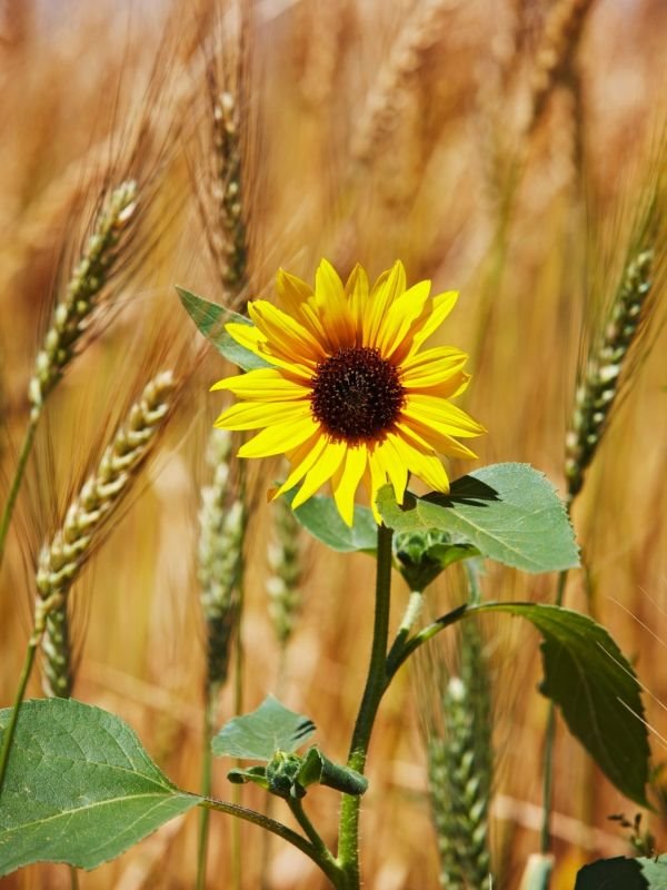 5 vrsta jestivih cvetova + palačinke sa cvećem (FOTO + VIDEO)