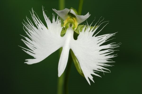 12 najčudnijih orhideja