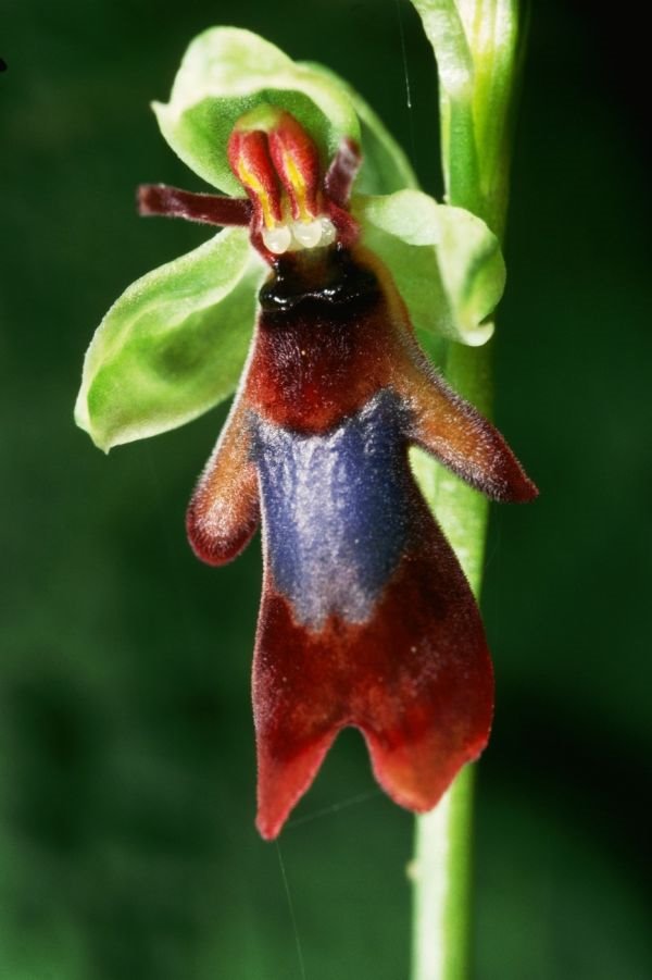 12 najčudnijih orhideja