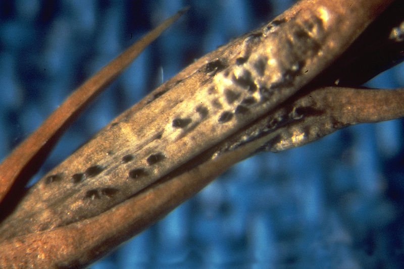 Bolesti i štetočine na tujama