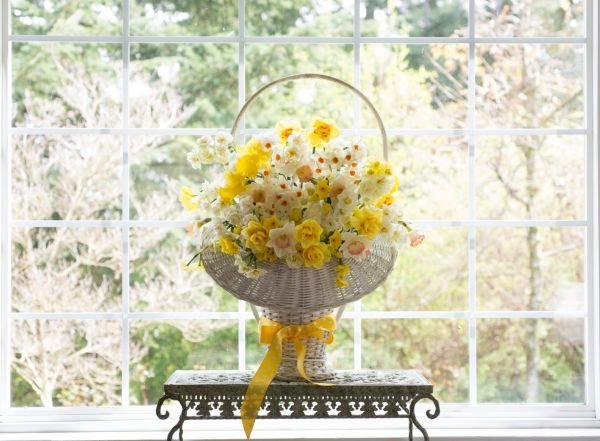 10 najlepših aranžmana sa narcisima