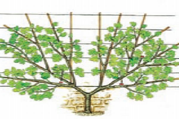 Kako da odgajate smokve na špaliru