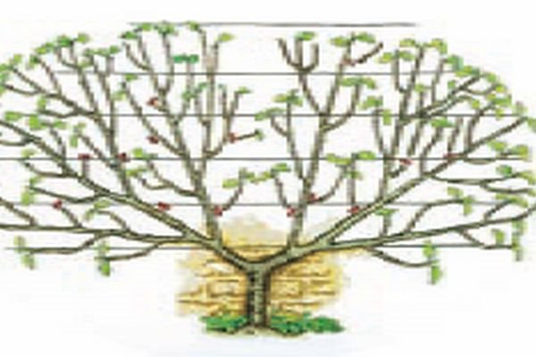 Kako da odgajate smokve na špaliru