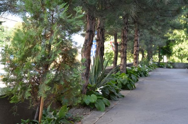 Najlepše bašte Srbije 2013: bašta dobrih vibracija u centru Beograda (VIDEO)