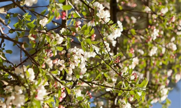Raskošno dvorište uokvireno jabukama: bašta u kojoj su dizajneri i priroda zajednički postigli čudo