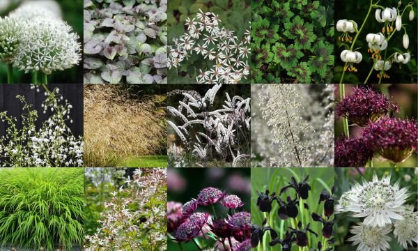 Raskošno dvorište uokvireno jabukama: bašta u kojoj su dizajneri i priroda zajednički postigli čudo