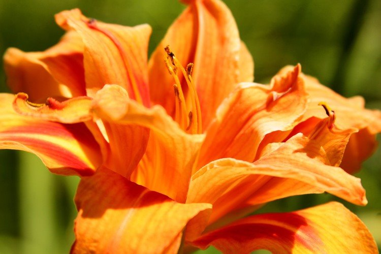 7 vrsta cveća za letnji raj u dvorištu