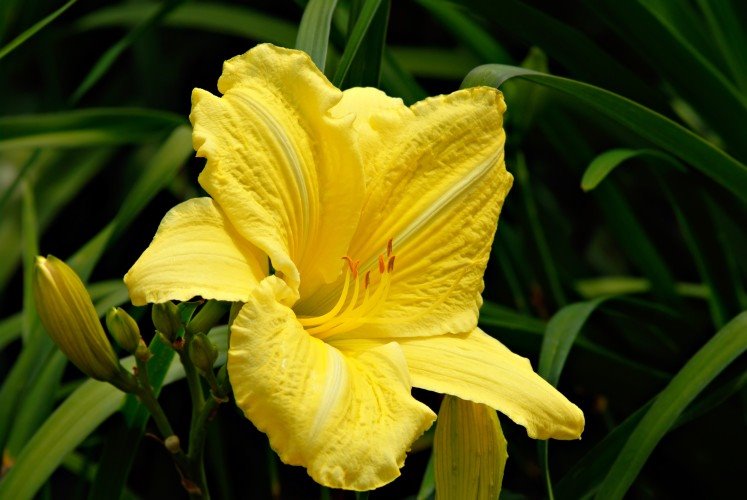 7 vrsta cveća za letnji raj u dvorištu