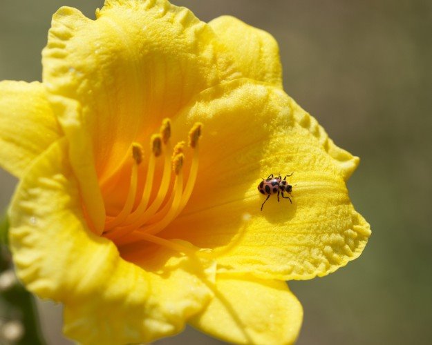 7 vrsta cveća za letnji raj u dvorištu