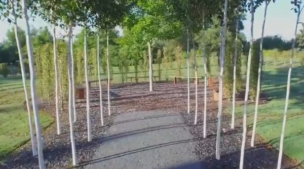 Baštovanski projekat za divljenje: čudesna crkva od živog drveća u velikom dvorištu (FOTO+VIDEO)