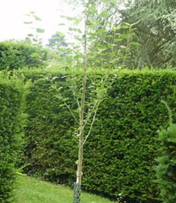 Princ Čarls oduševio celu Englesku: kućica na drvetu i igralište u bašti za unuka Džordža (FOTO)