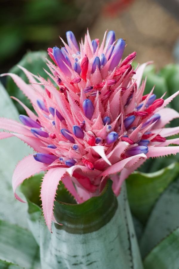 Sve o skromnoj brazilsko-argentinskoj lepotici: kako se gaji prijateljska biljka bilbergija (FOTO)