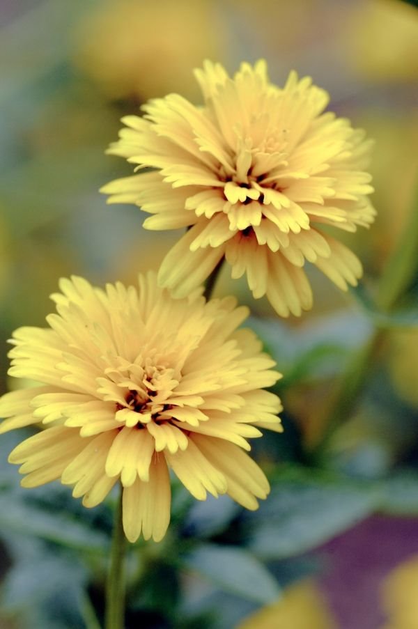 HELIOPSIS, KOREOPSIS, ZVEZDAN: najlepše jesenje trajnice za vašu baštu (FOTO)